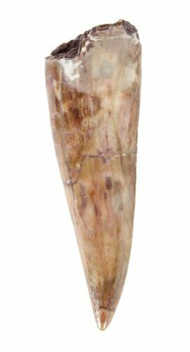 Beautiful, Triassic Phytosaur Anterior Tooth/Fang - Arizona #62399